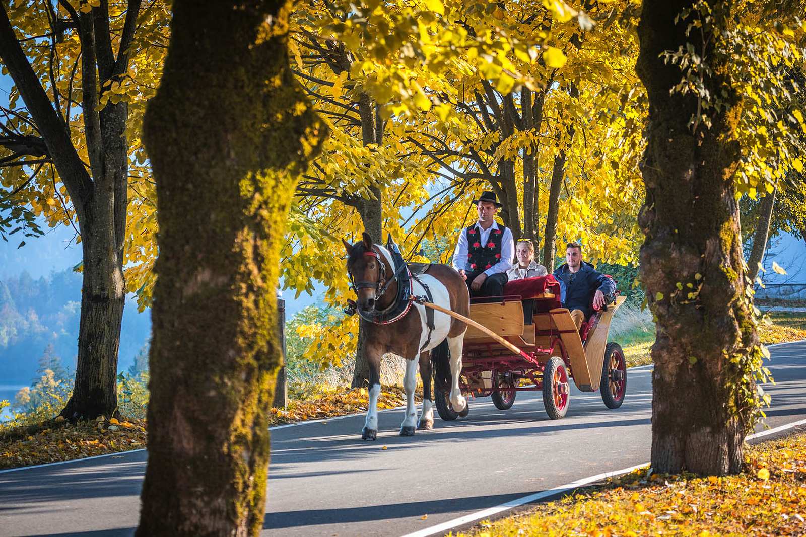 A Bled horse-drawn carriage on a tree-lined avenue in autumn